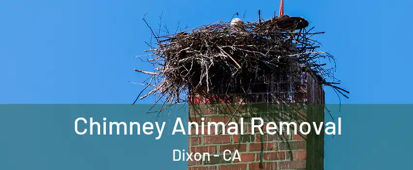  Chimney Animal Removal Dixon - CA