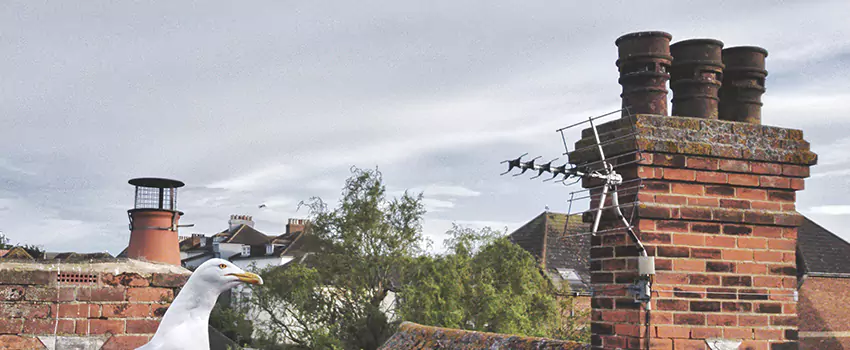 Chimney Cleaning And Restoration in Dixon, California